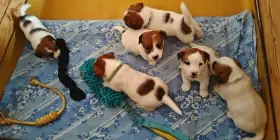 Štěně jrt
