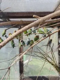 Prodám letošní odchov Agapornis hnědohlavý