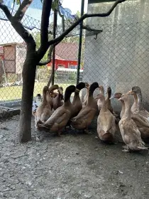 Kachny orpingtonské hnědožluté