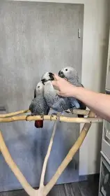 Prodám ručně dokrmené mláďata papoušků žako