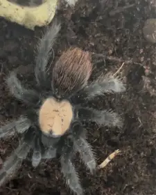 Brachypelma albiceps samice