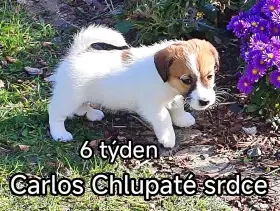 Štěně jrt