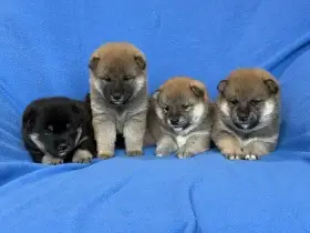 Shiba s PP