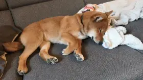 Akira Kitsune no hoshi