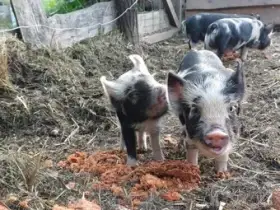 Mazlivá selátka kune kune – 4 kanečci a 1 sviňka - čistokrevná
