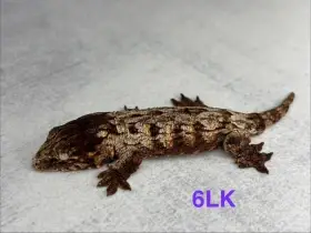 Mláďata R. Leachianus Mt. Koghis- Dark line