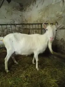 Daruji 2 bílé kozy