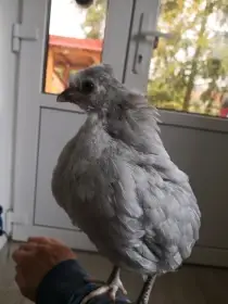 Chovný kohoutek araukana lavender
