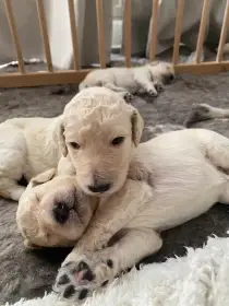 Multigeneracny Labradoodle