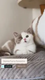 DANTE FURRY DYNASTIA, CZ