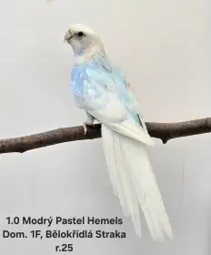 Rosela pestrá- Modrá
