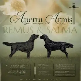 Flat coated retriever – šteniatka s PP (FCI) po šampiónskych rodičoch