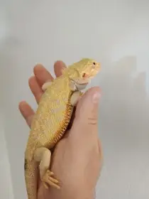 Agama vousata