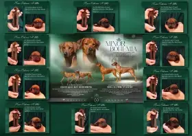 Rhodéský ridgeback - štěňátka s PP