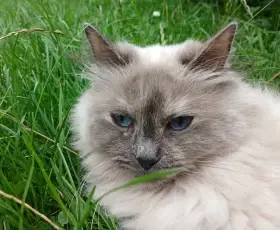  Krásná Ragdoll kočička