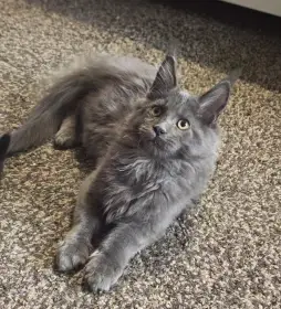 Malinský mývalí kocourek s PP