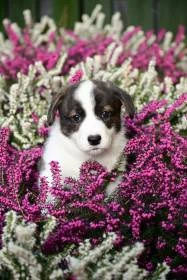 Welsh Corgi Cardigan