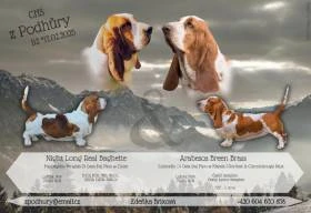 Bassethound štěňata