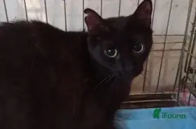 Saša- kočička čeká již 5 let v útulku