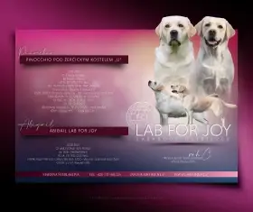 Labradorský retrívr- štěňátka s PP