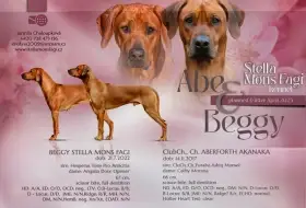 Prodám štěňátka Rhodéského ridgebacka s PP