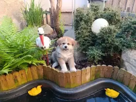 Akita inu s PP