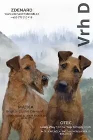 Irský teriér štěňata s PP