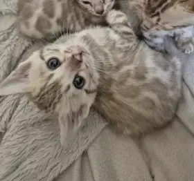 Bengalske koťata