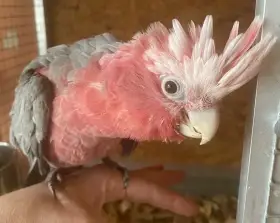 Kakadu růžový ručně dokrmená samička