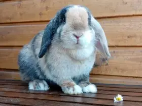 Kouzelná Samička zakrslý beránek minilop - tricolor...