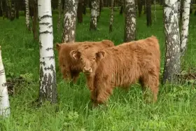 Prodám telátka Highland-Skotský náhorní skot, loňské, nebo letošní,