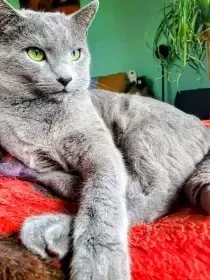 Ruská modrá kočka s pp