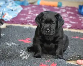 Labradorský retriever