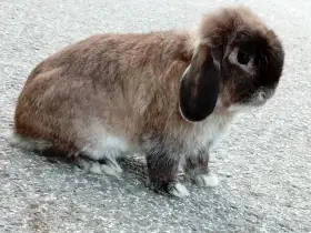 Volný Mladý sameček - zakrslý beránek MiniLop - Kuní Hnědá