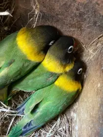 Agapornis škraboškový