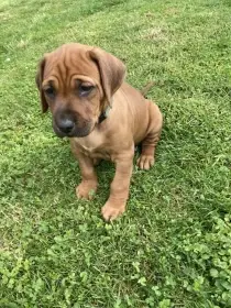 Štěňátka Rhodéského ridgebacka s PP