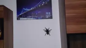 Lasiodora Parahybana samice