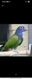 Amazonek