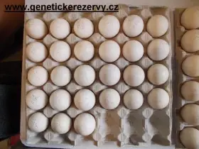 Česká zlatá kropenka - NV