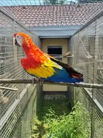 Ara Arakanga (Ara Macao) - samec