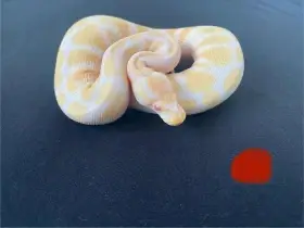 🔥🐍🐍🐍Zdravím nabízím Krajty královské a Užovky červené 🐍🐍🐍🔥