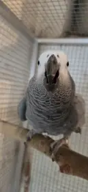 Zako kongo par