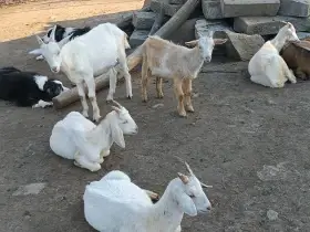 Prodáváme letošní kůzlata