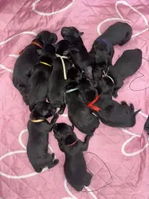Štěňátka labradorský retrívr s PP , černá - léto 2025