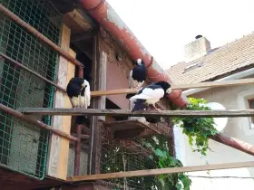Český stavák černý sedlatý