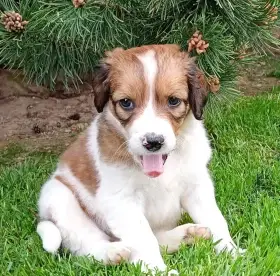 Kooikerhondje