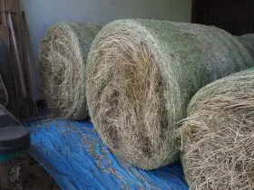Prodám luční seno – kulaté balíky 125 cm