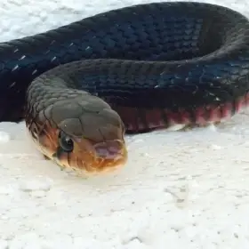 Drymarchon couperi