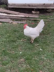 Kohouti Vlašky koroptví a Leghorn