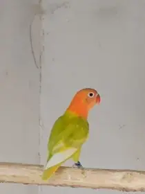 Agapornis fischeri